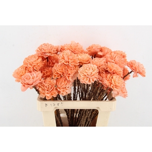 Stick Shola Dahlia Ø8 Salmon