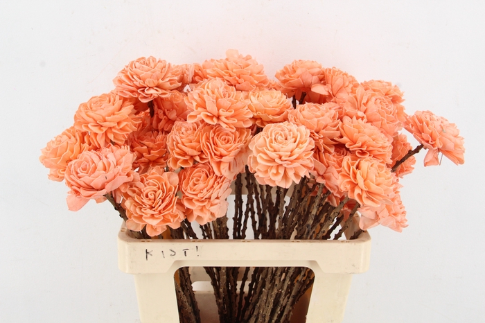 <h4>Stick Shola Dahlia Ø8 Salmon</h4>