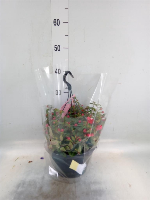 <h4>Fuchsia   ...</h4>