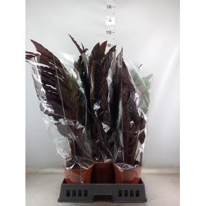 Calathea rufibarba 'Wavestar'