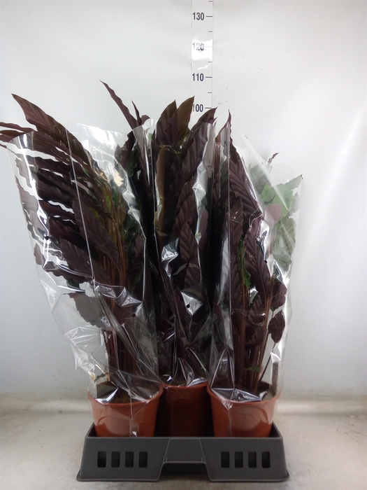 <h4>Calathea rufibarba 'Wavestar'</h4>