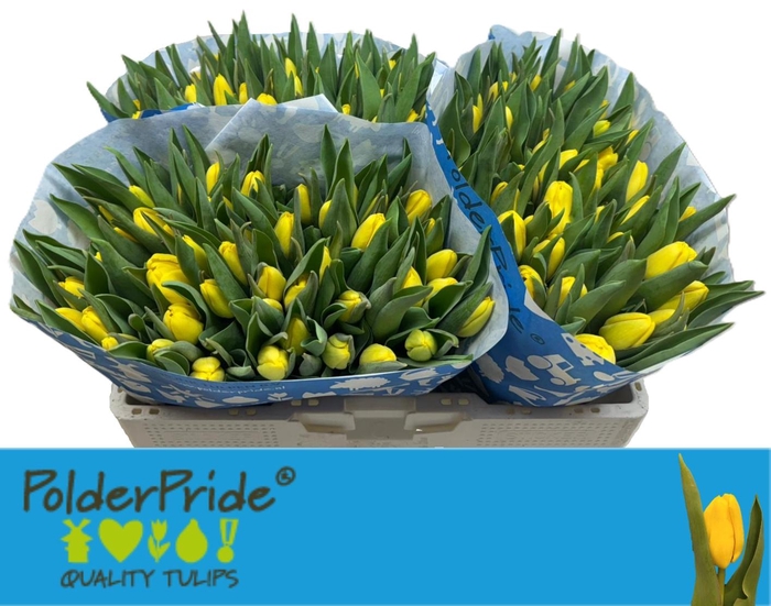 <h4>TU EN LOBKE</h4>