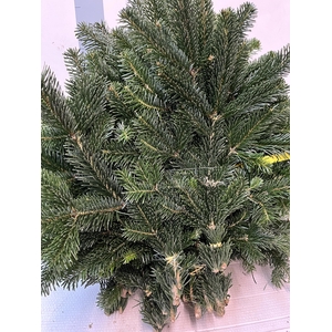Abies Nordmann Bs