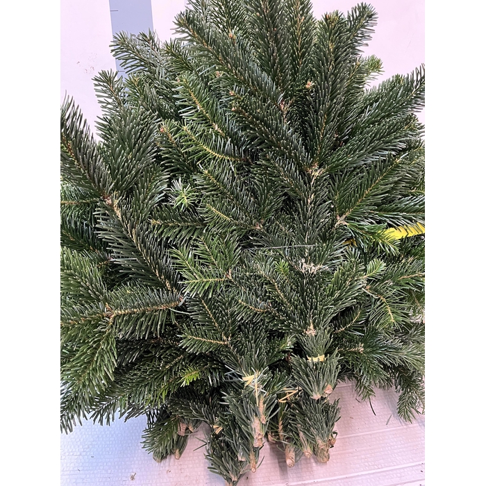 <h4>Abies Nordmann Bs</h4>