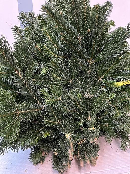 Abies Nordmann Bs