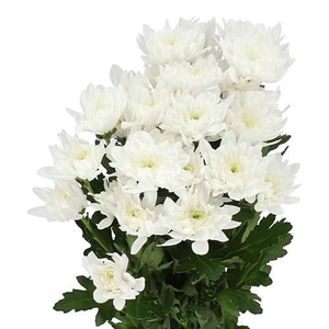CHRYSANTHEMUM TR 'BALTICA'