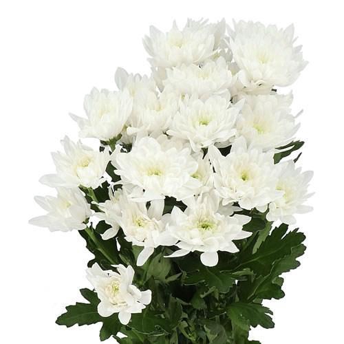 <h4>CHRYSANTHEMUM TR 'BALTICA'</h4>