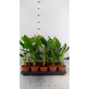 Strelitzia reg.   ...no flowers