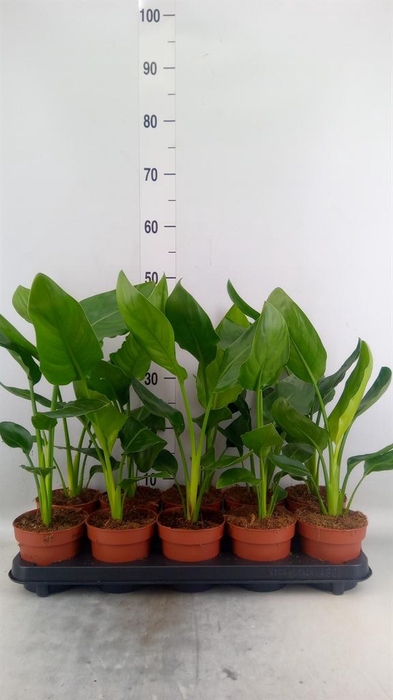 <h4>Strelitzia reg. ...no flowers</h4>