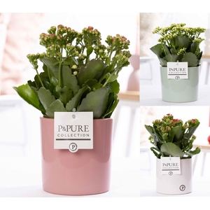 Kalanchoe mix in P&PURE Essential ceramics ass.3
