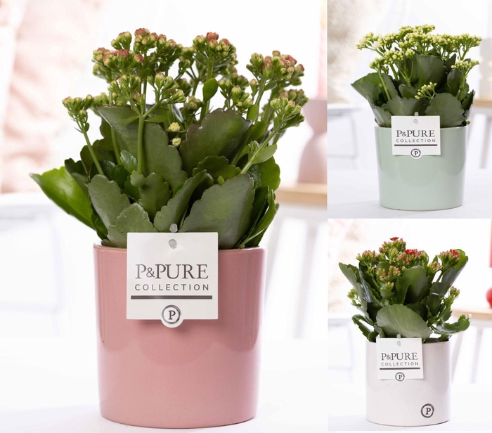 <h4>Kalanchoe mix in P&PURE Essential ceramics ass.3</h4>