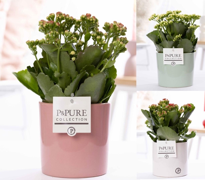 <h4>Kalanchoe mix in P&PURE Essential ceramics ass.3</h4>