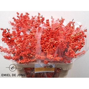 Ilex Ve Oudij Orange