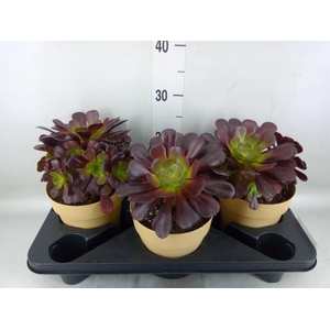 Aeonium arboreum