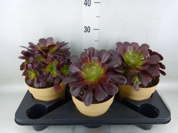 <h4>Aeonium arboreum</h4>