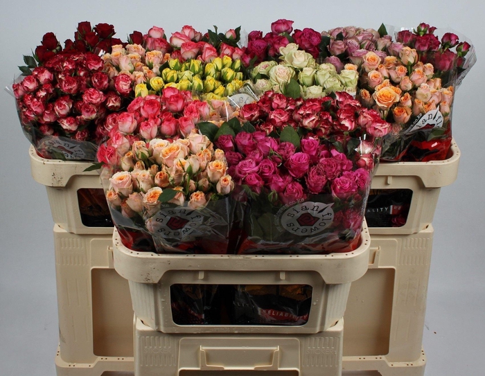 <h4>R TR GEM IN FUST</h4>