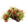 Bromelia Gem 5pp Multiplants