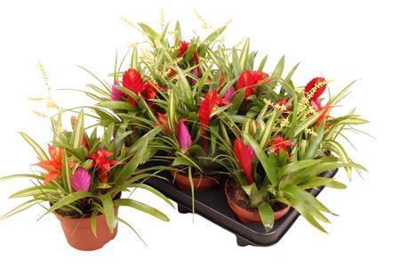 <h4>Bromelia Gem 5pp Multiplants</h4>