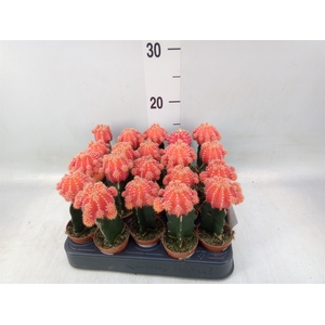 Gymnocalycium mihanov.   ...