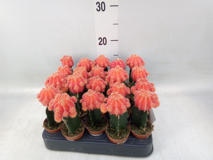 <h4>Gymnocalycium mihanov.   ...</h4>