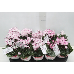 CYCLAMEN ABSOLU DE MOREL P11