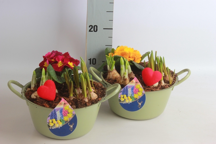 <h4>ARR TUINPLANTEN</h4>