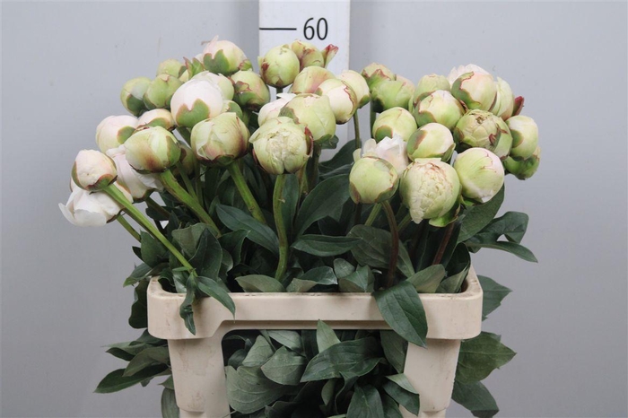 <h4>Paeo L Henry Sass</h4>