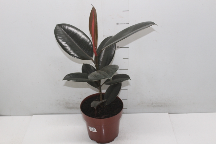 <h4>FICUS ELASTICA BURGUNDY P17</h4>