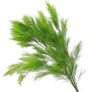 Koala Fern