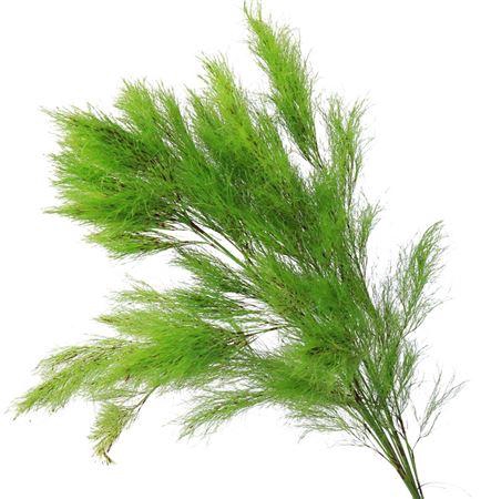 <h4>Koala Fern</h4>