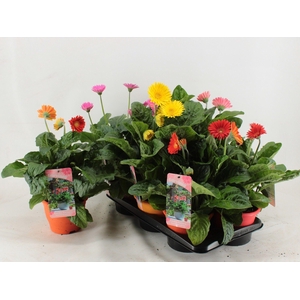 Gerbera XL Garvinea mix 4+