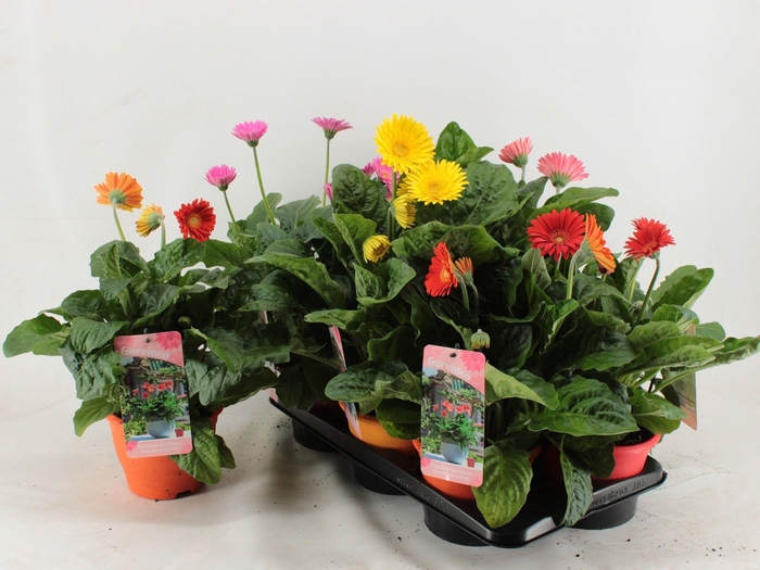 <h4>Gerbera XL Garvinea mix 4+</h4>
