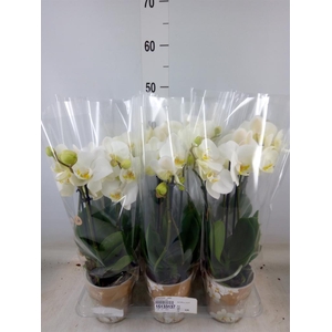 Phalaenopsis   ...white