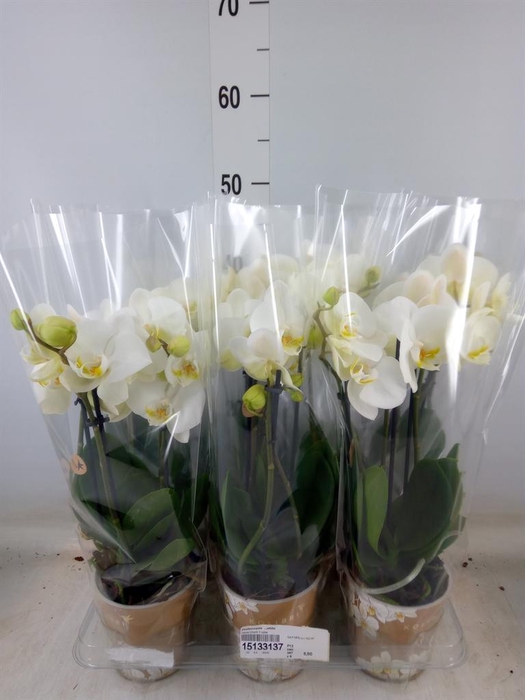 <h4>Phalaenopsis   ...white</h4>