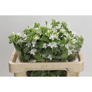 Oxypetalum coeruleum 'Perfect White Harmony'