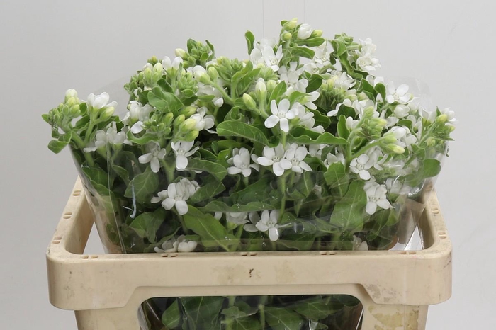 <h4>Oxypetalum coeruleum 'Perfect White Harmony'</h4>