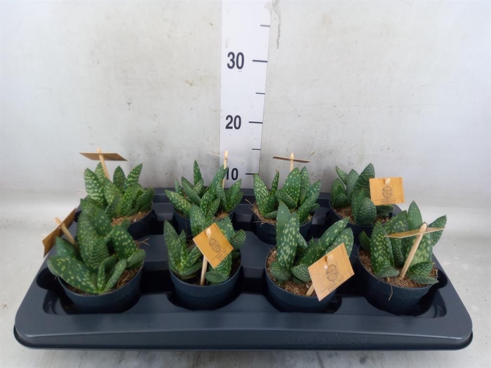 <h4>Aloe  'Paradisicum'</h4>