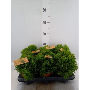 Rhipsalis   ...