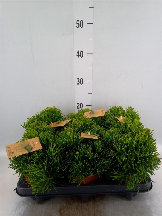<h4>Rhipsalis   ...</h4>