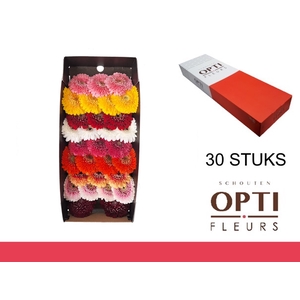 GE MB POM GEM-Doosx30