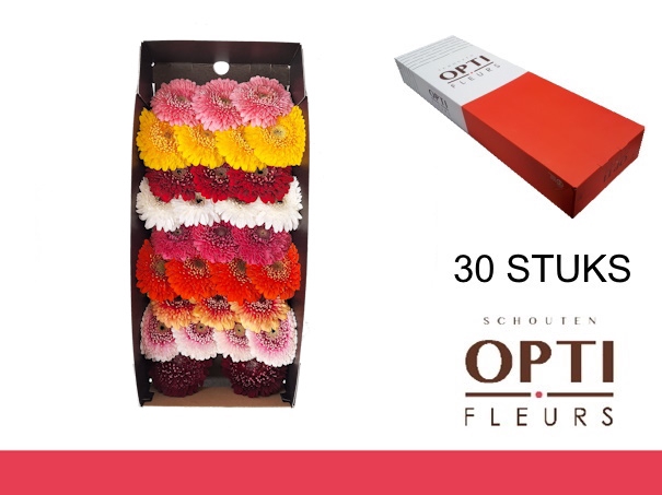 <h4>GE MB POM GEM-Doosx30</h4>