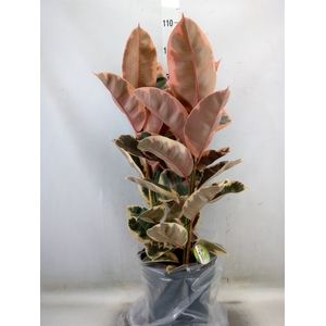 Ficus elastica 'Belize'