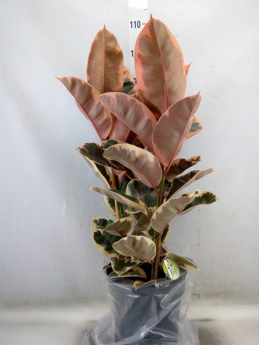 <h4>Ficus elastica 'Belize'</h4>