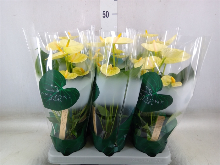 <h4>Anthurium andr. 'Vanilla'</h4>