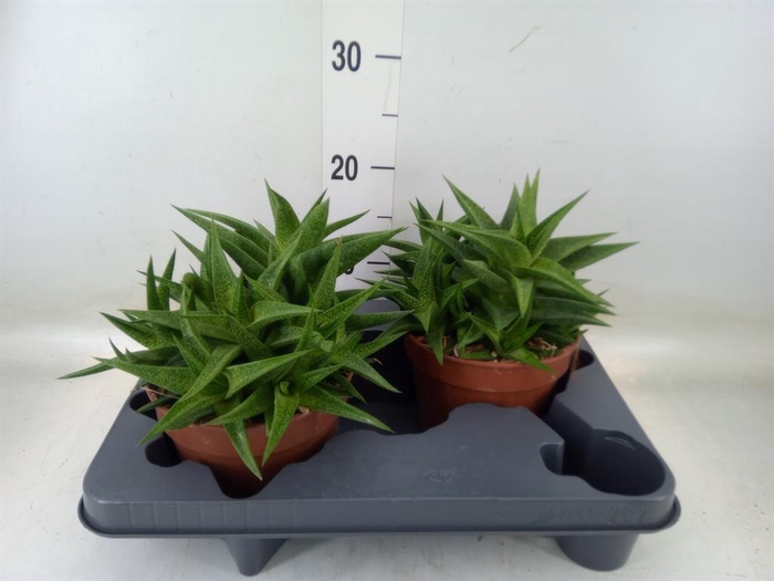 <h4>Haworthia   ...</h4>