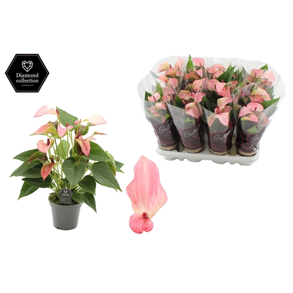 <h4>Anthurium 9 cm Matata in Couture Diamond Line Purple sleeve</h4>