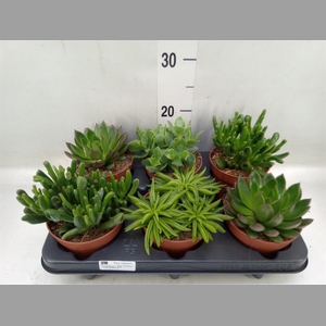 Succulents   ...mix 4