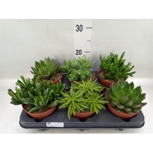 Succulents   ...mix 4