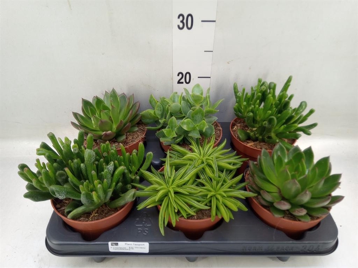 <h4>Succulents   ...mix 4</h4>