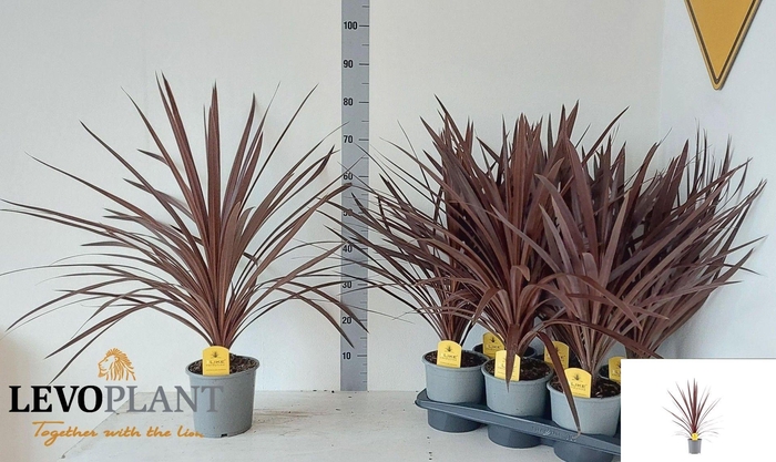 <h4>CORD AUS RED STAR</h4>